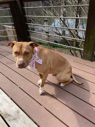 Hazel, a Adoptable mixed breed in Decatur, GA image 2/3