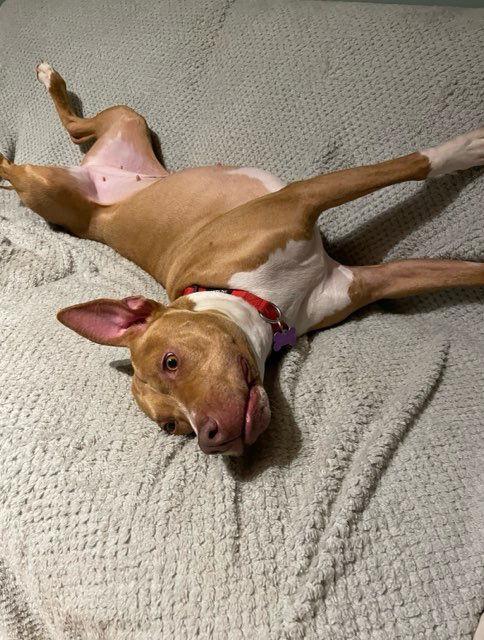 Hazel, a Adoptable mixed breed in Decatur, GA image 3/3