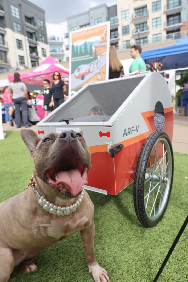 Peony, Adoptable, Adult Female American Bully & French Bulldog.