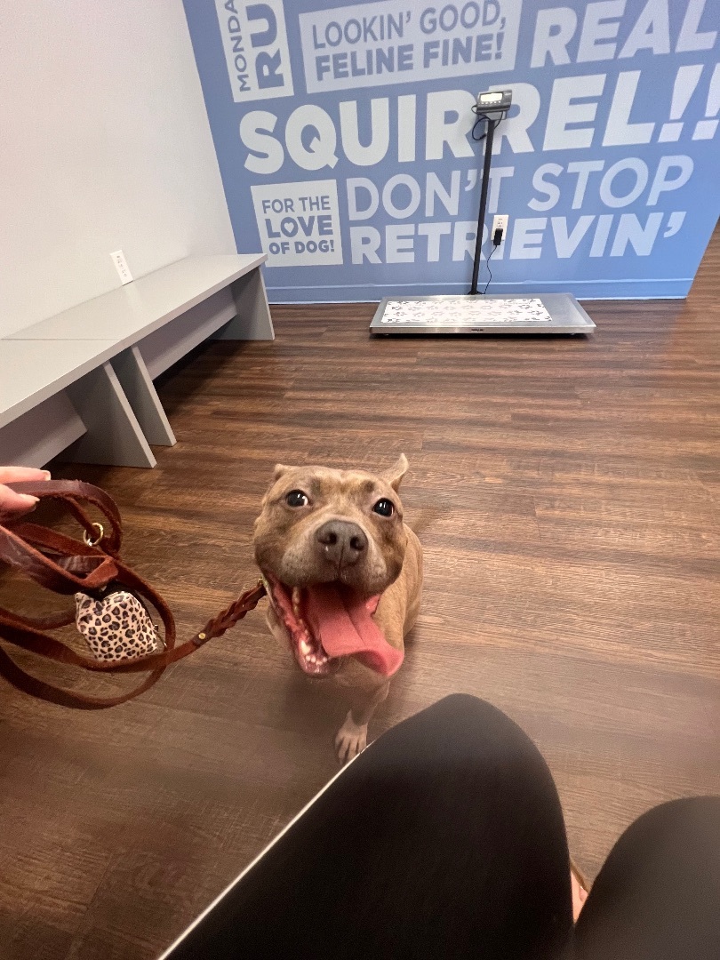 Peony, a Adoptable mixed breed in Raleigh, NC image 2/5