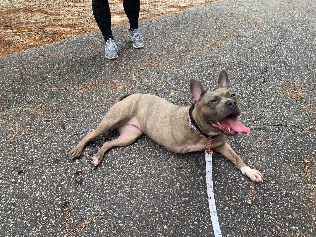 Peony, an adoptable American Bully, French Bulldog in Raleigh, NC, 27614 | Photo Image 3