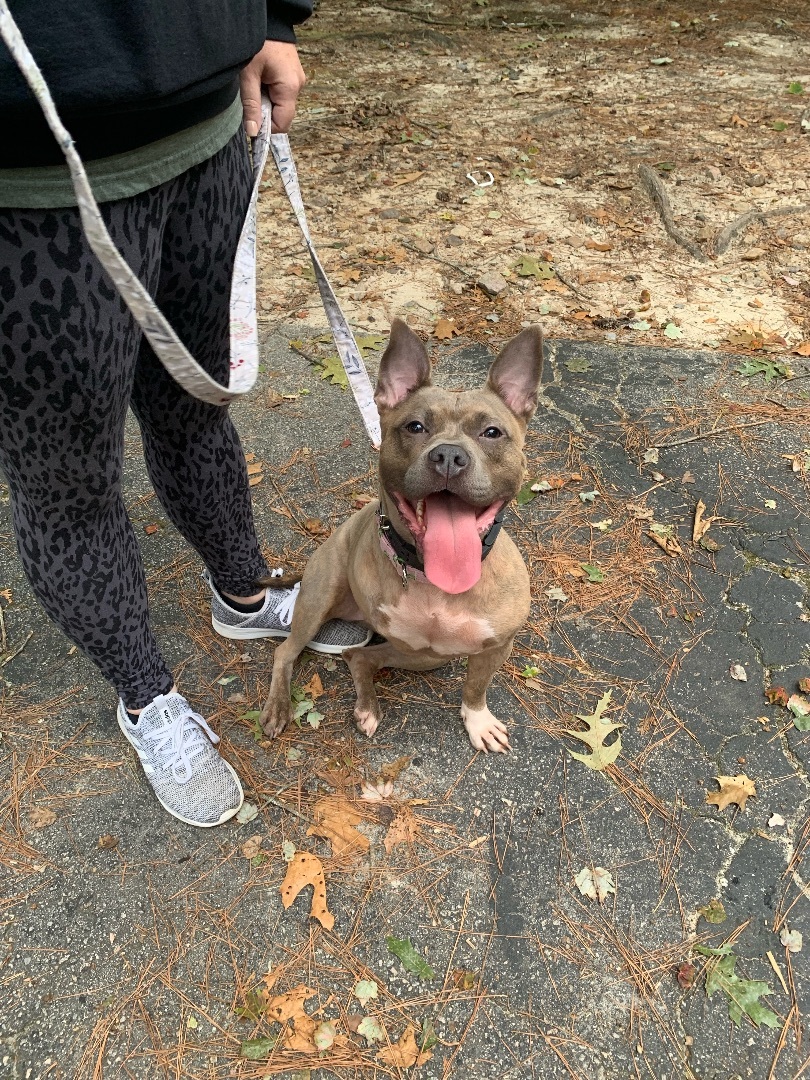 Peony, an adoptable American Bully, French Bulldog in Raleigh, NC, 27614 | Photo Image 4