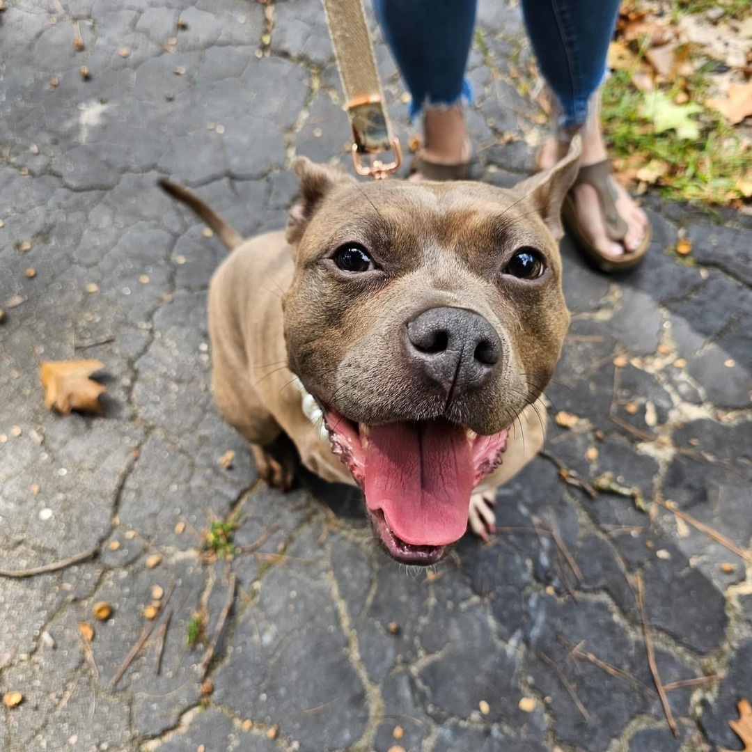Peony, an adoptable American Bully, French Bulldog in Raleigh, NC, 27614 | Photo Image 5
