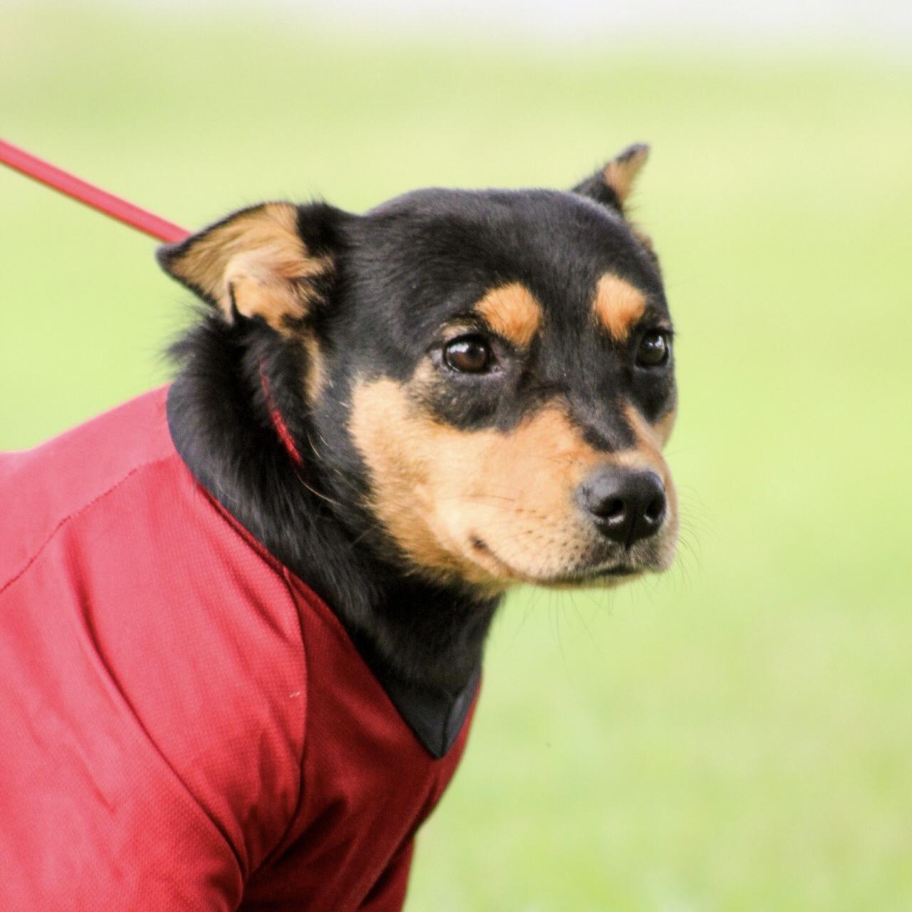 Enlarge Thunder from Down Under, a Adoptable mixed breed in Boothbay, ME image 1/6