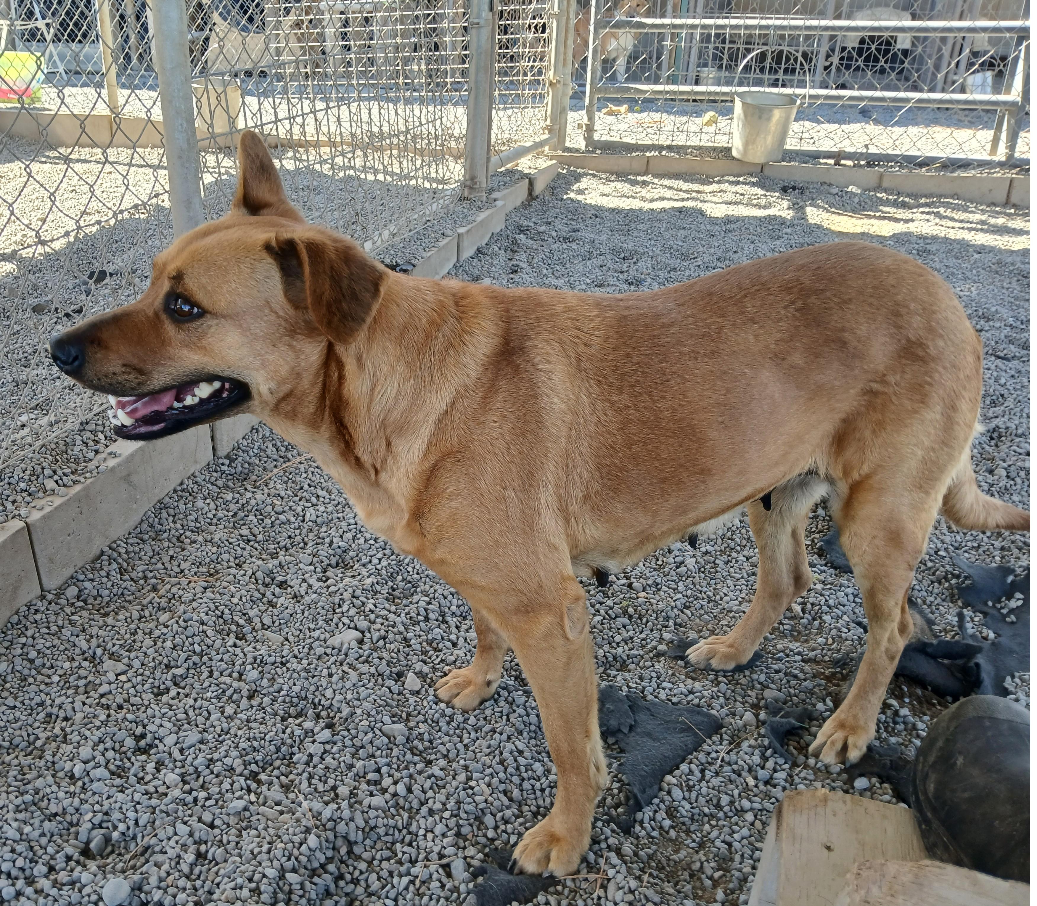 Molly, an adoptable Australian Cattle Dog / Blue Heeler in Susanville, CA, 96130 | Photo Image 2