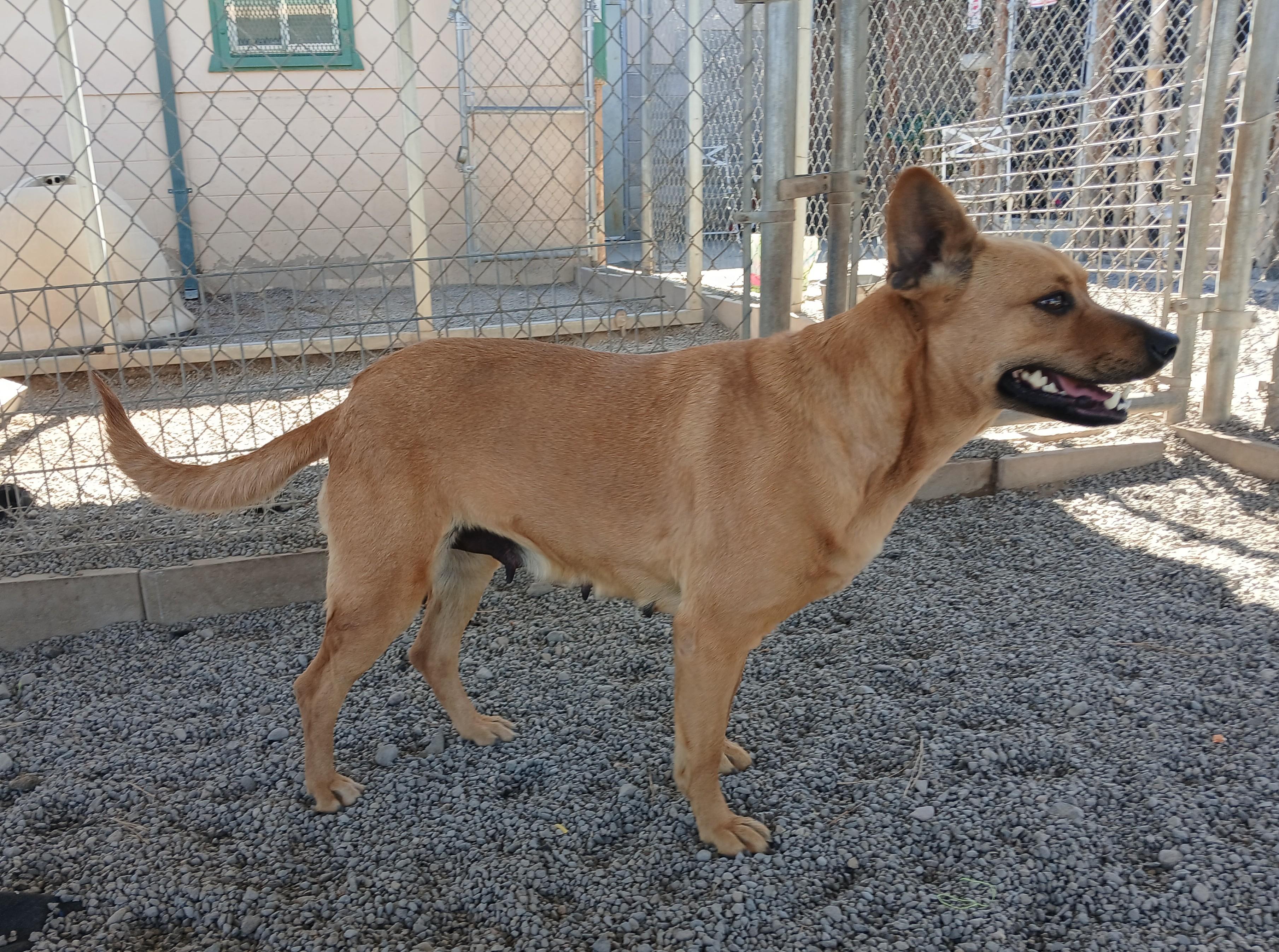 Molly, an adoptable Australian Cattle Dog / Blue Heeler in Susanville, CA, 96130 | Photo Image 3