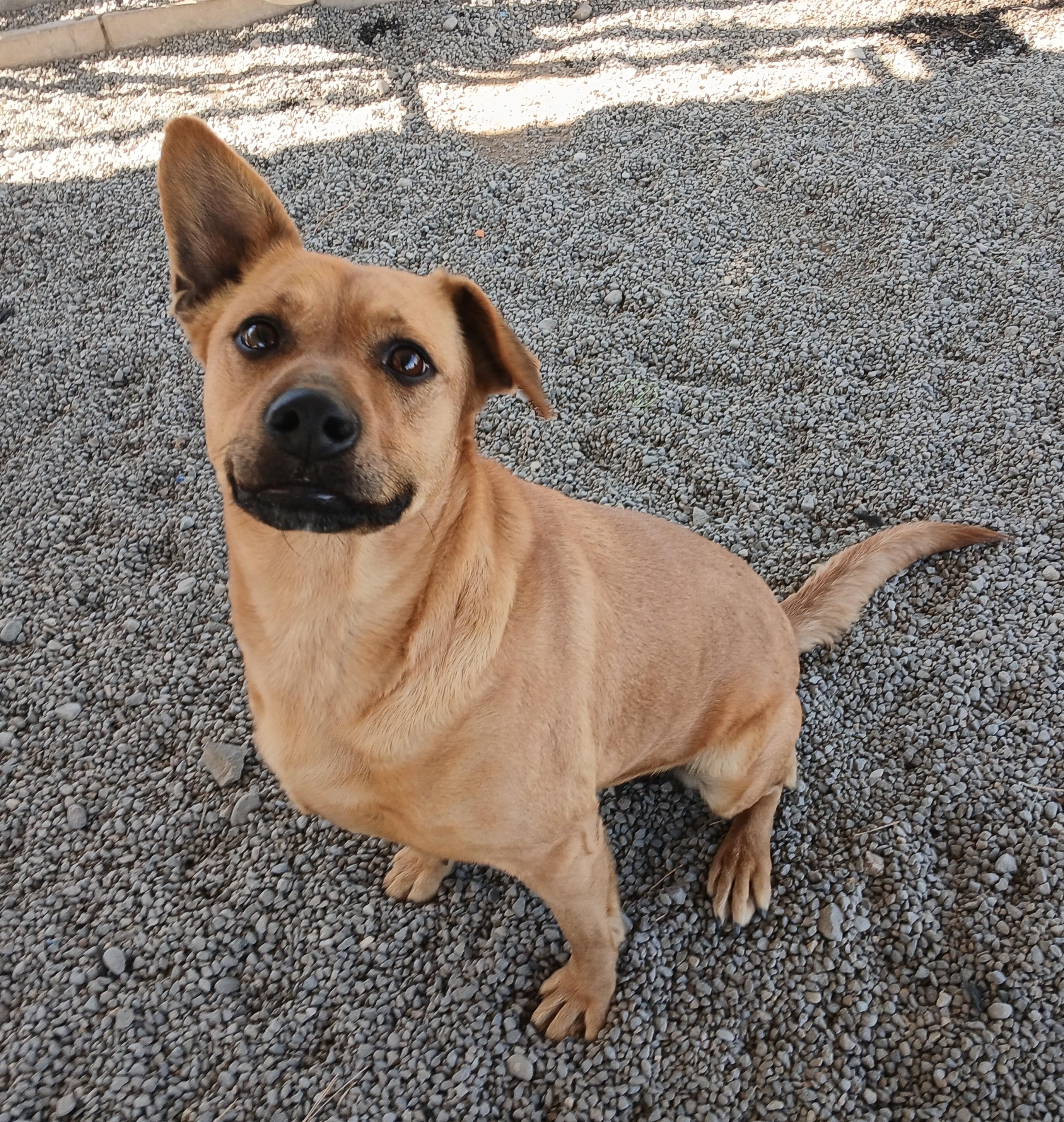 Molly, an adoptable Australian Cattle Dog / Blue Heeler in Susanville, CA, 96130 | Photo Image 1