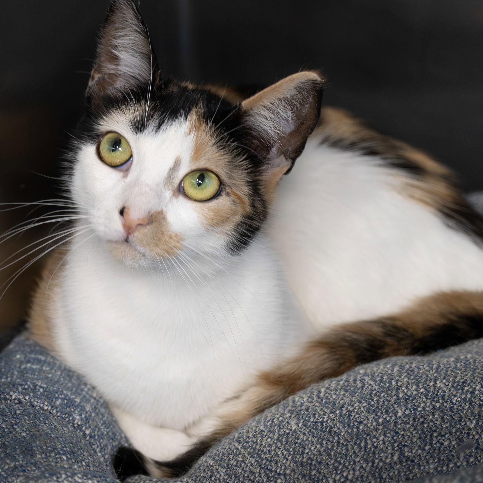 Enlarge Lora, a Adopted Domestic Short Hair in Wilmington, NC image 1/1