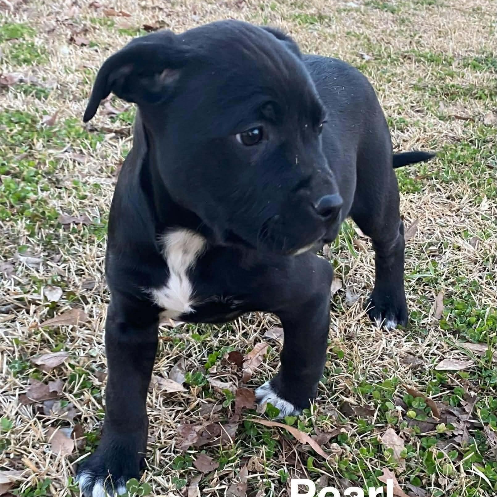 Pearl, adoptable, Puppy Female American Bully & Labrador Retriever.