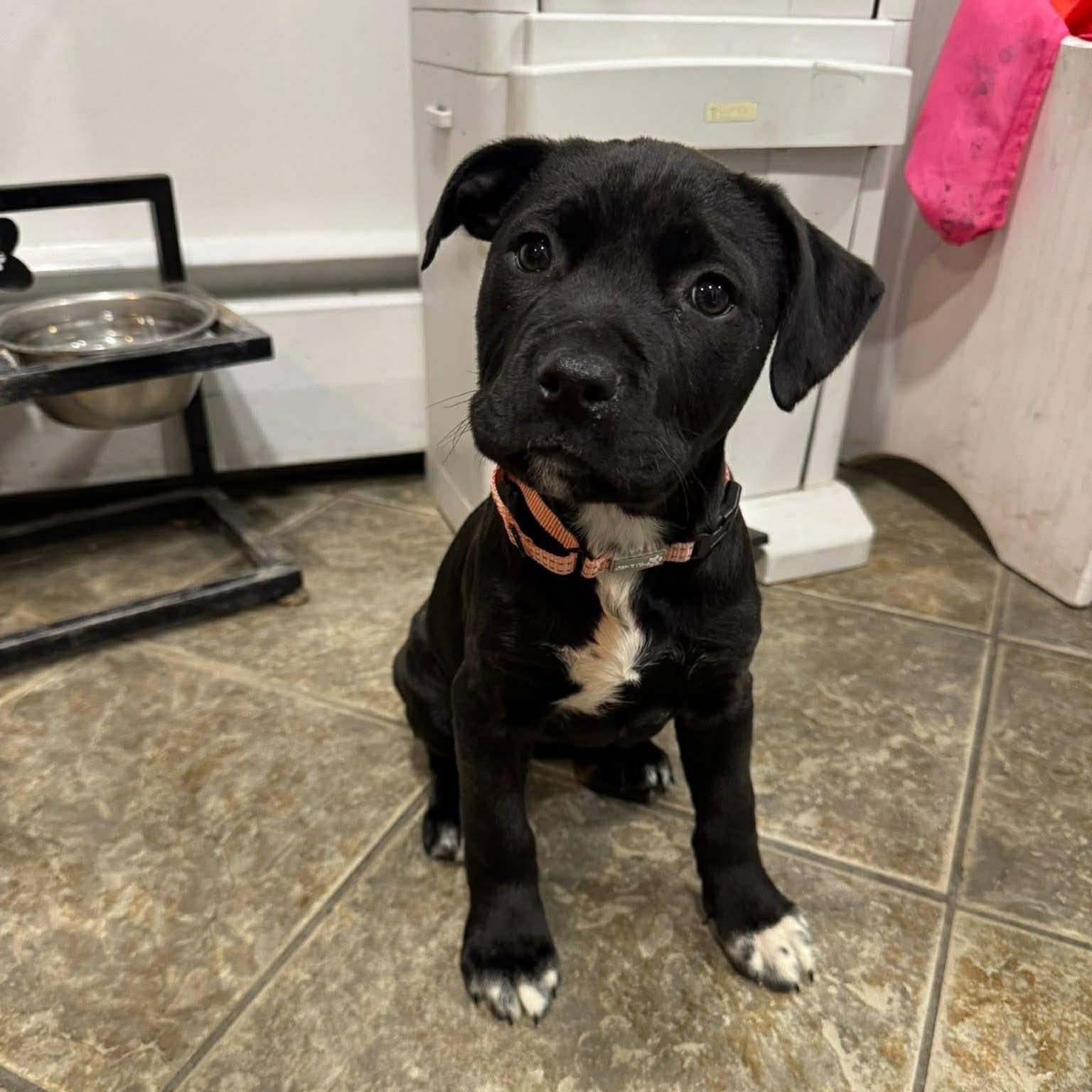 Pearl, adoptable, Puppy Female American Bully & Labrador Retriever.