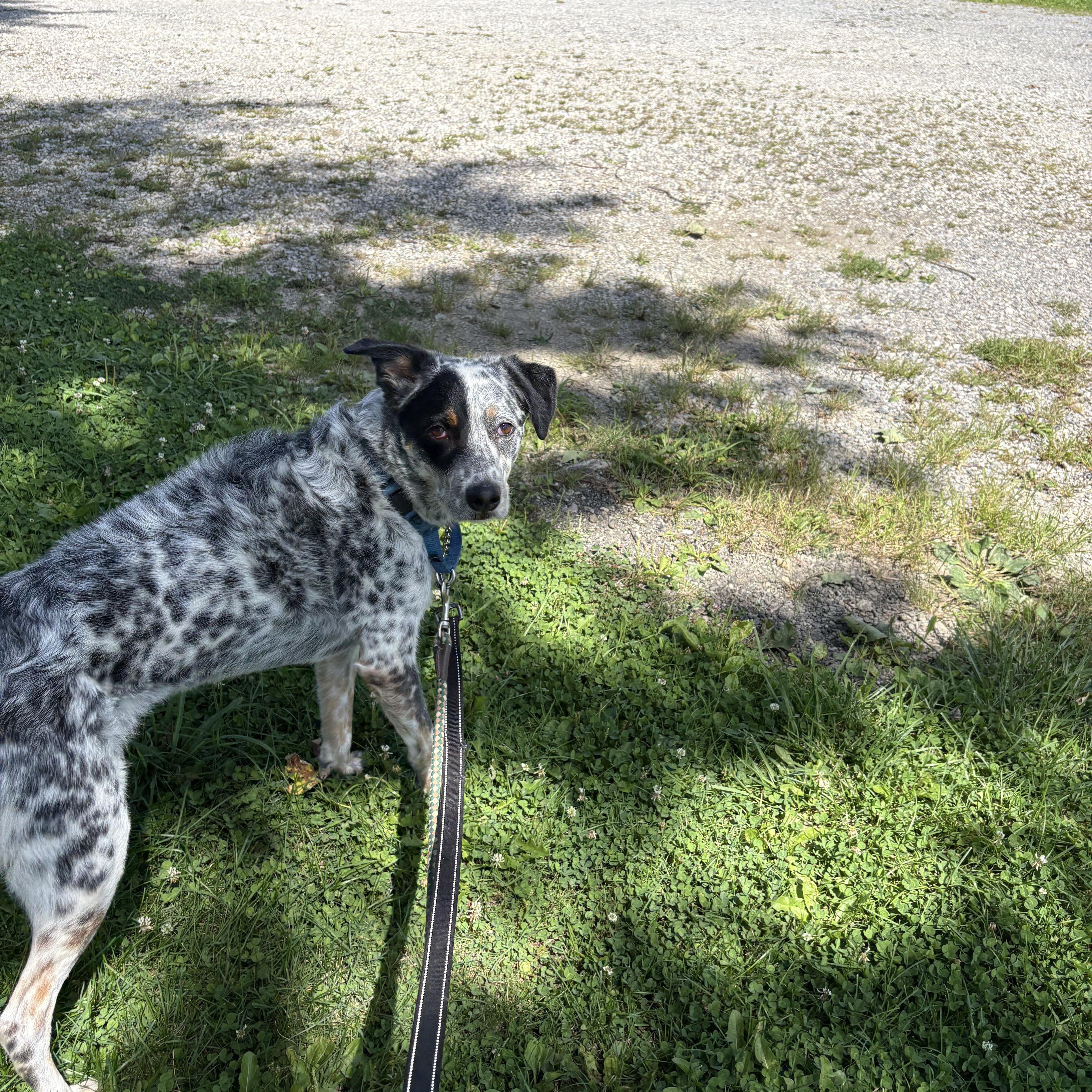 Patch, a ADOPTABLE Australian Cattle Dog / Blue Heeler in Salem, OH image 1/2