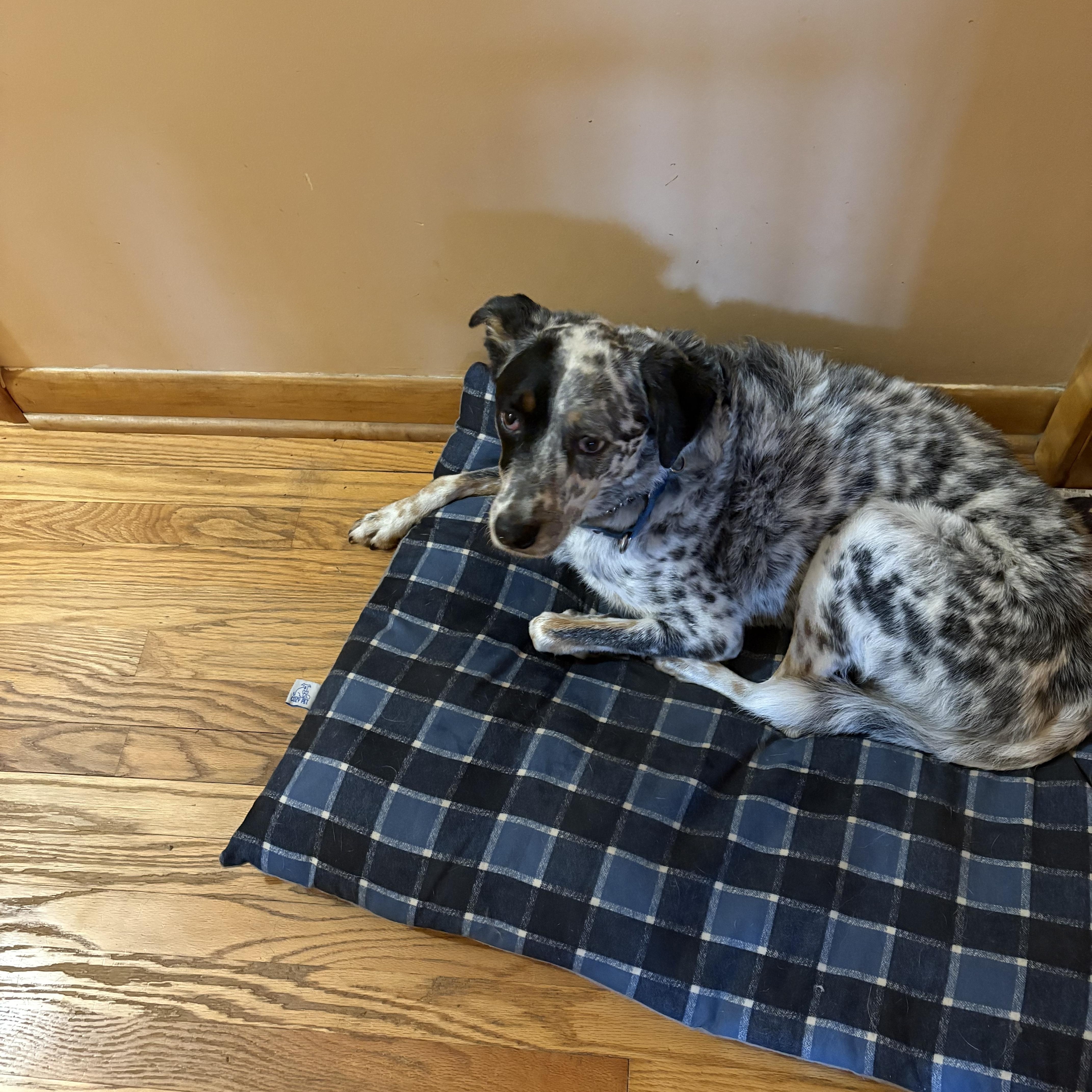 Patch, a ADOPTABLE Australian Cattle Dog / Blue Heeler in Salem, OH image 2/2