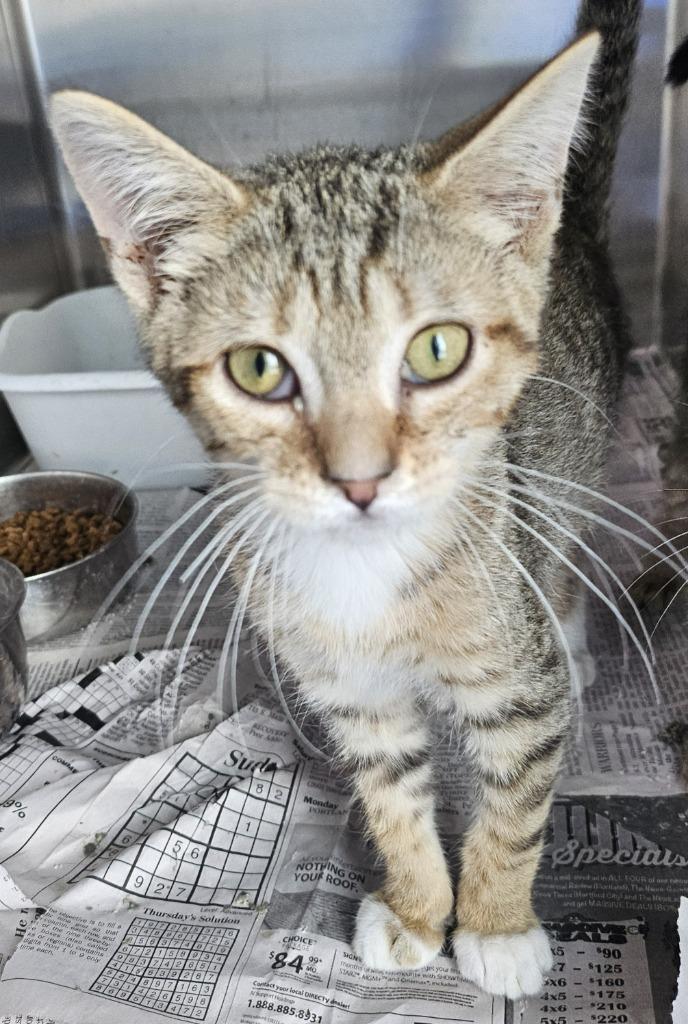 Echo, Adoptable, Young Male Domestic Short Hair.