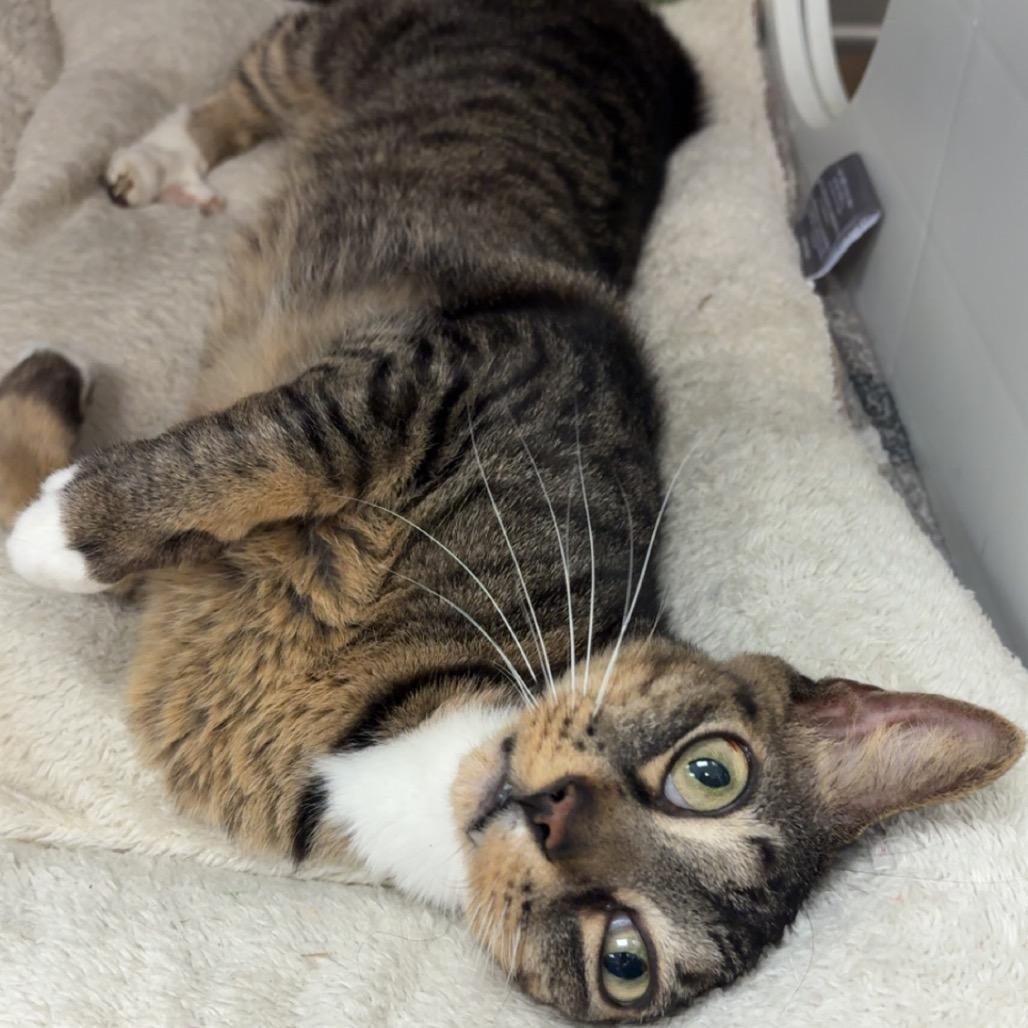 Remy, Adoptable, Adult Male Domestic Short Hair.