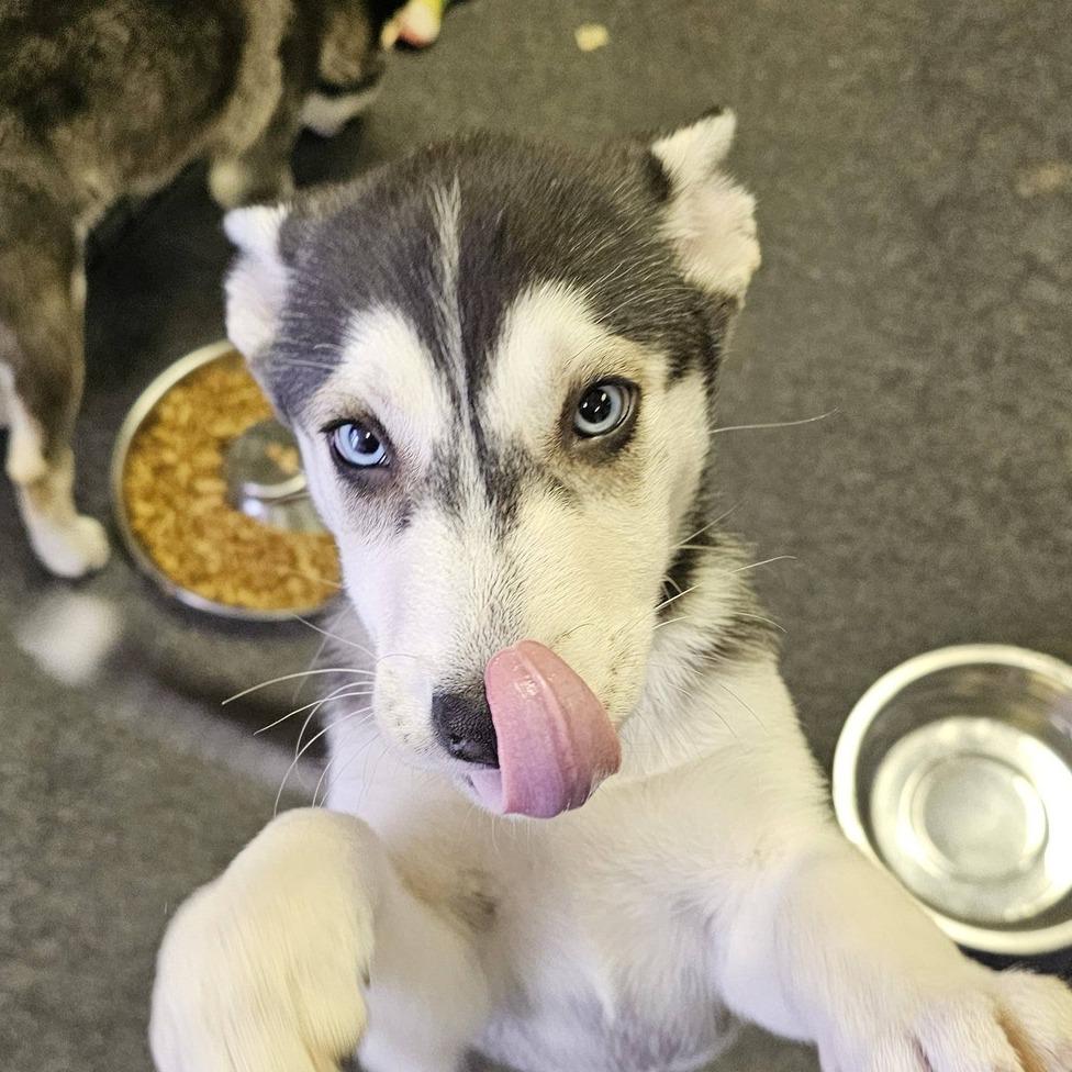 Diamond, Adoptable, Puppy Female Husky & Mixed Breed.