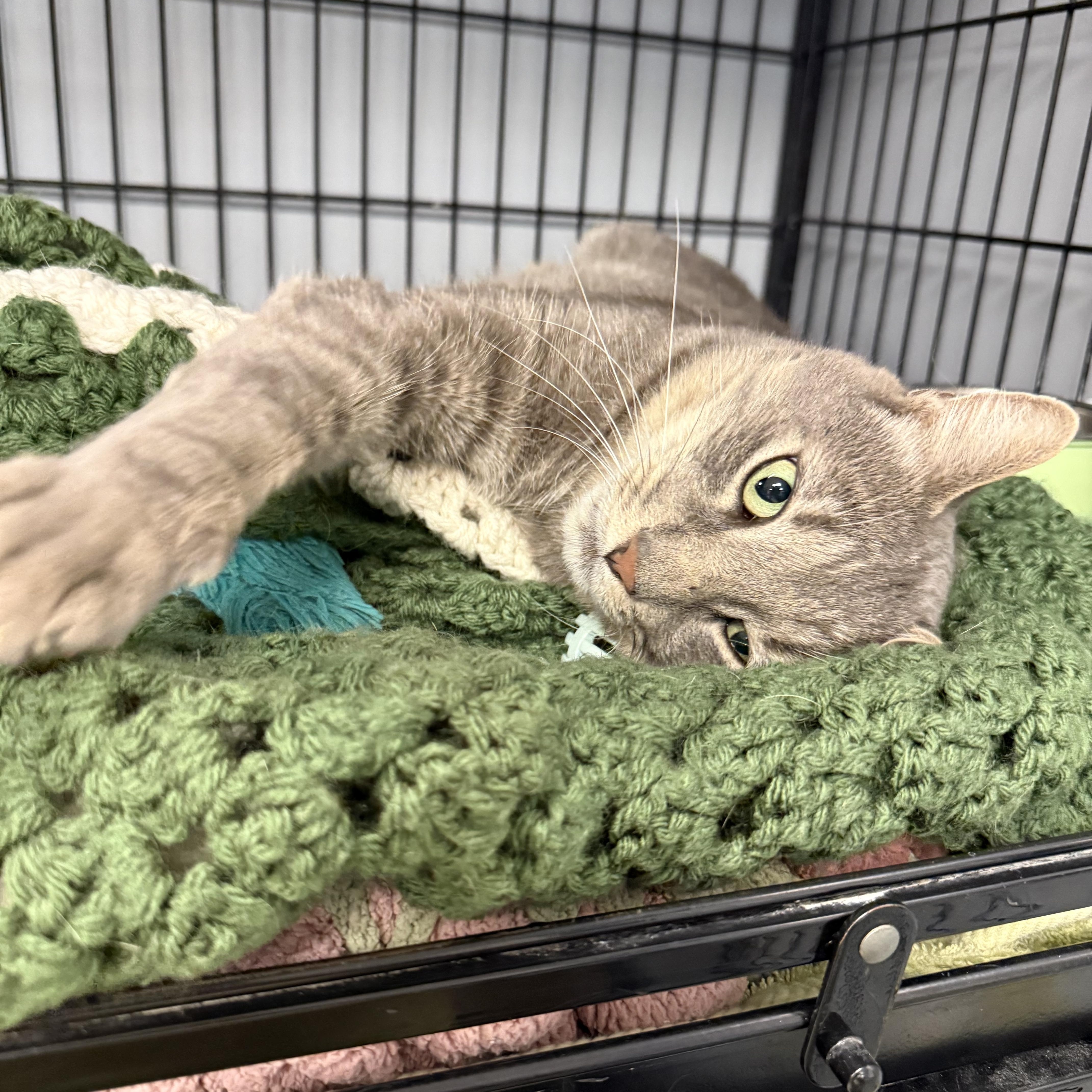 Enlarge Leo, a Adoptable Domestic Short Hair in Hamburg, NY image 1/1
