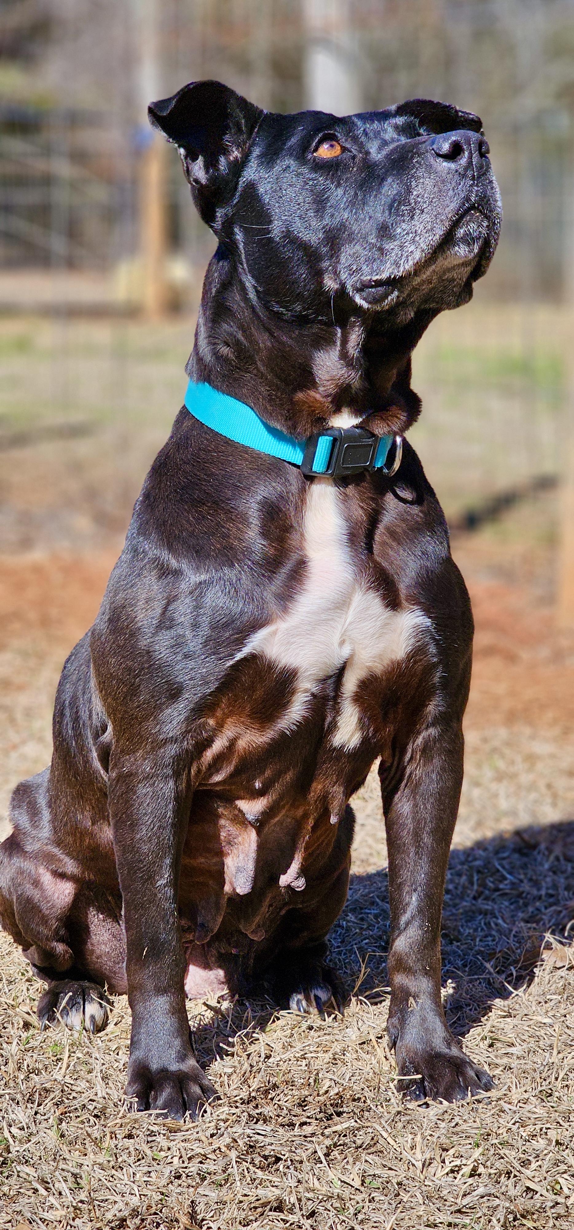 Enlarge Sugar , a Adoptable Pit Bull Terrier in Marshallville, GA image 6/6