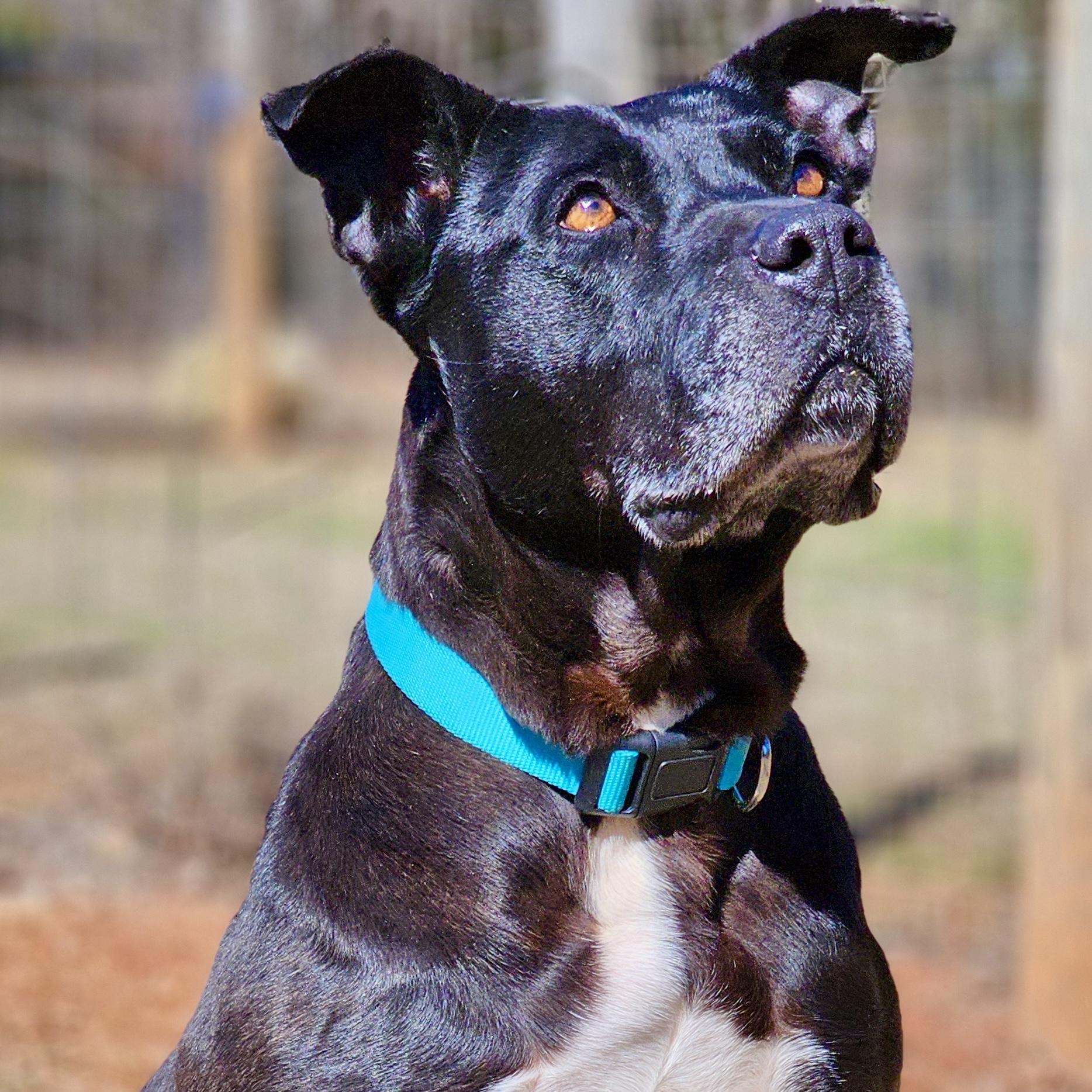 Sugar , Adoptable, Senior Female Pit Bull Terrier.