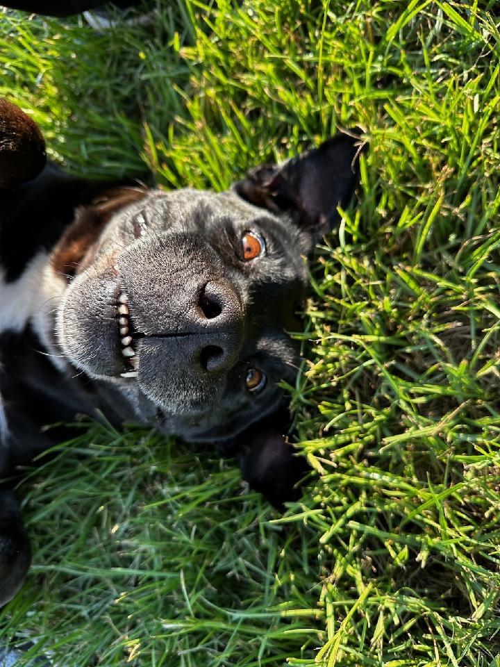 Enlarge Sugar , a Adoptable Pit Bull Terrier in Marshallville, GA image 2/6