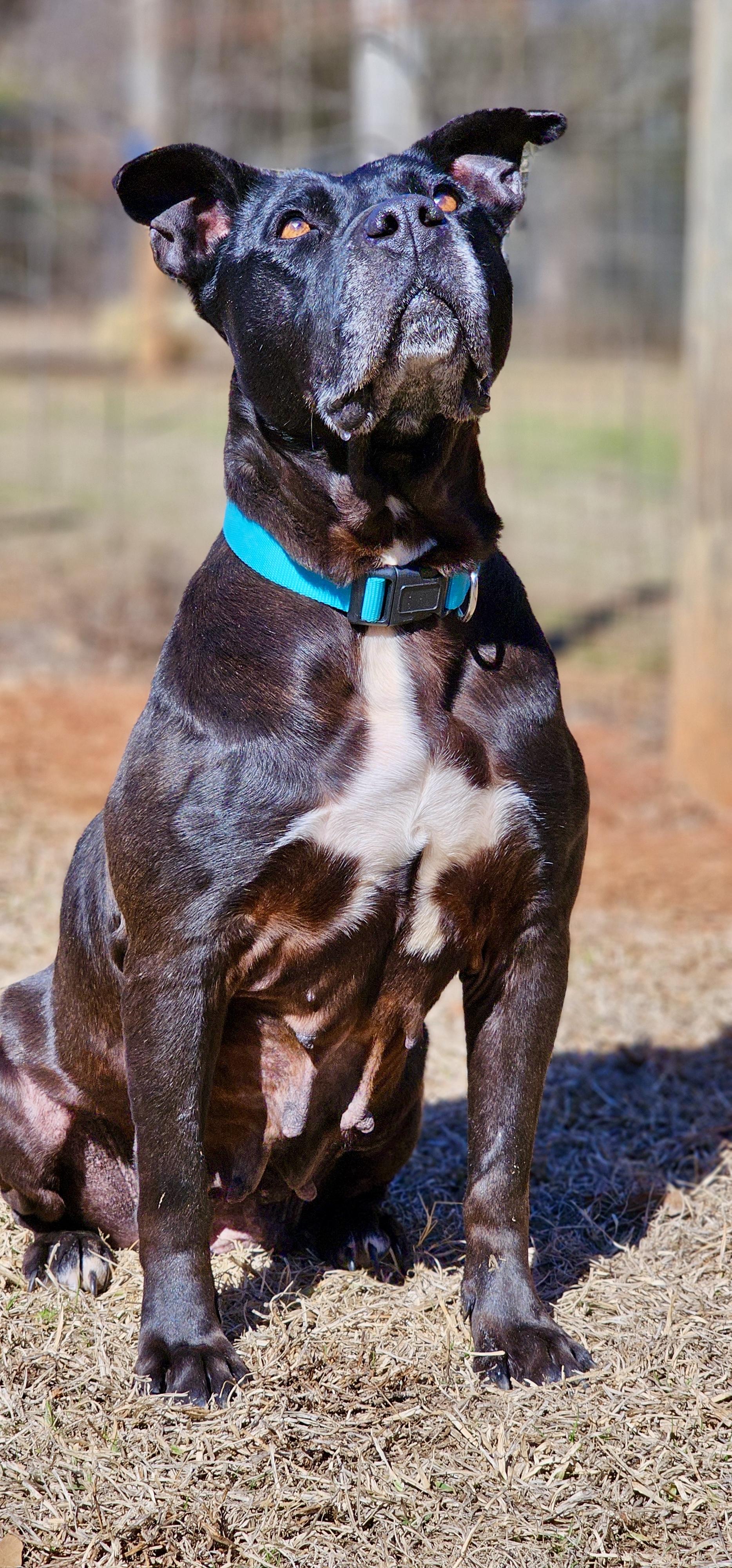 Enlarge Sugar , a Adoptable Pit Bull Terrier in Marshallville, GA image 3/6