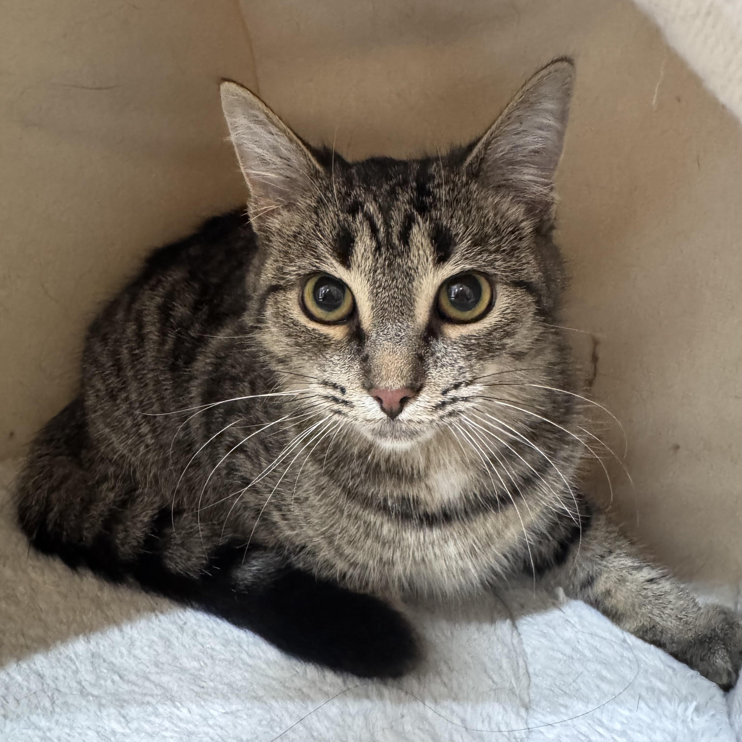 Enlarge Kikki, a ADOPTABLE Domestic Short Hair in Walker, MI image 1/4