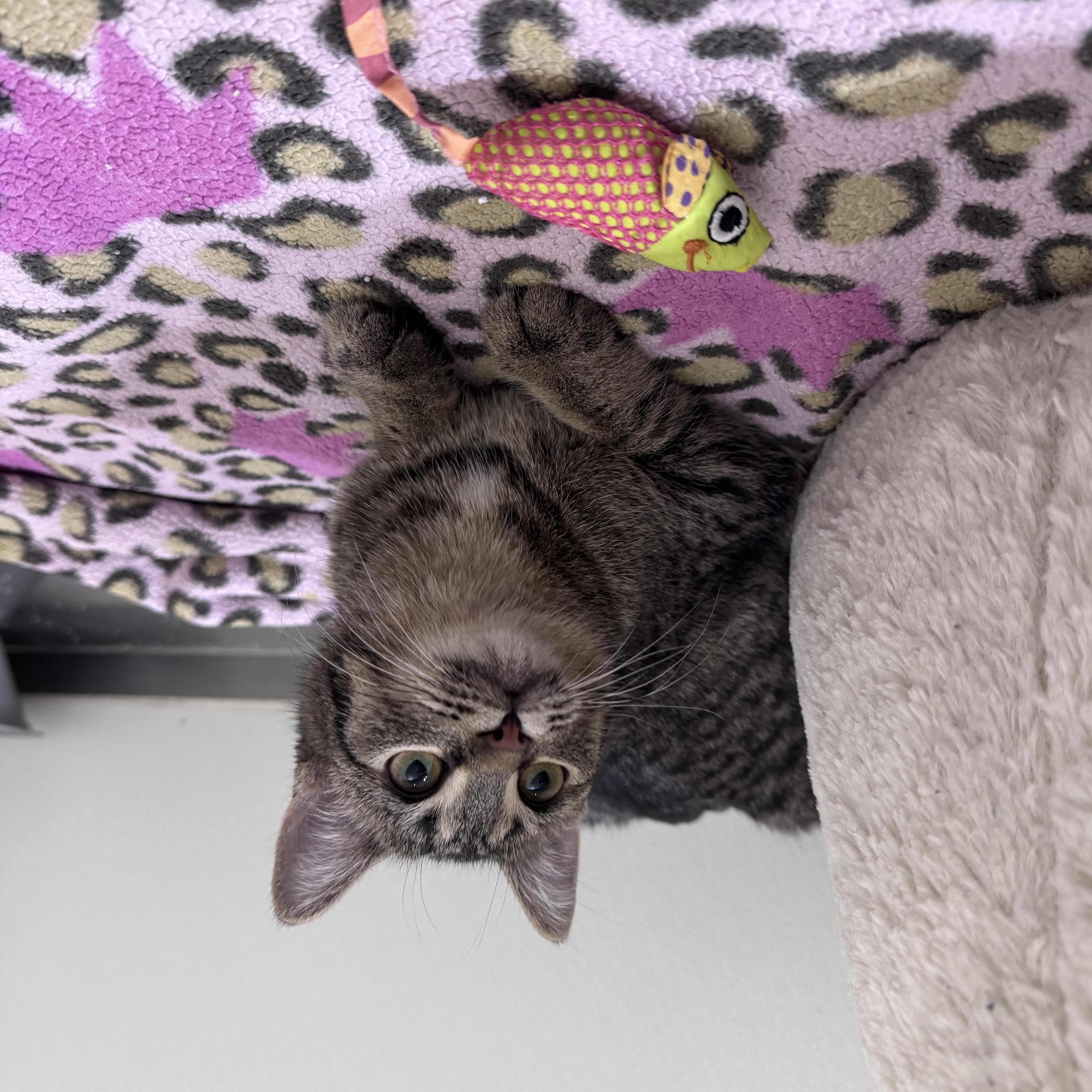 Enlarge Kikki, a ADOPTABLE Domestic Short Hair in Walker, MI image 2/4