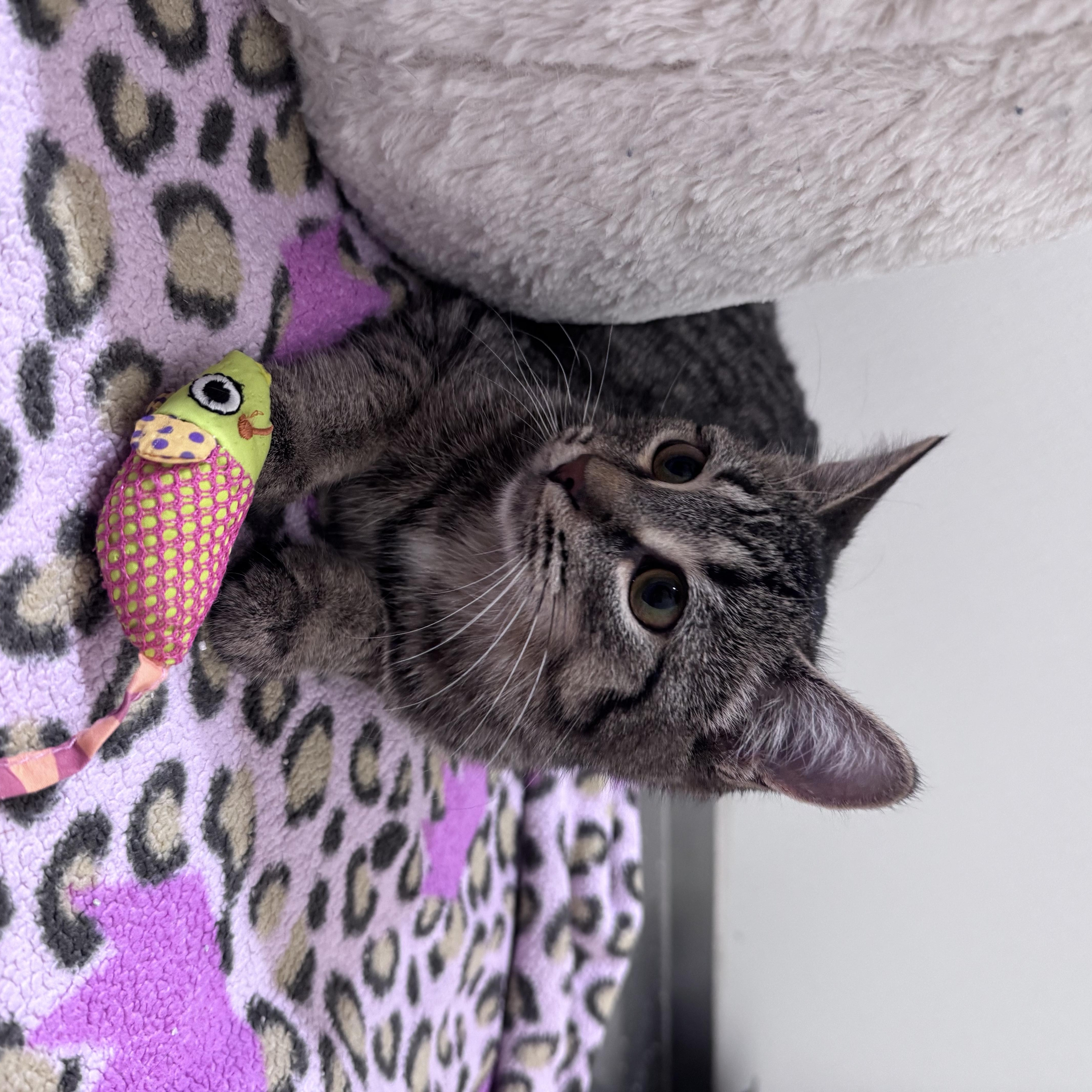 Enlarge Kikki, a ADOPTABLE Domestic Short Hair in Walker, MI image 3/4