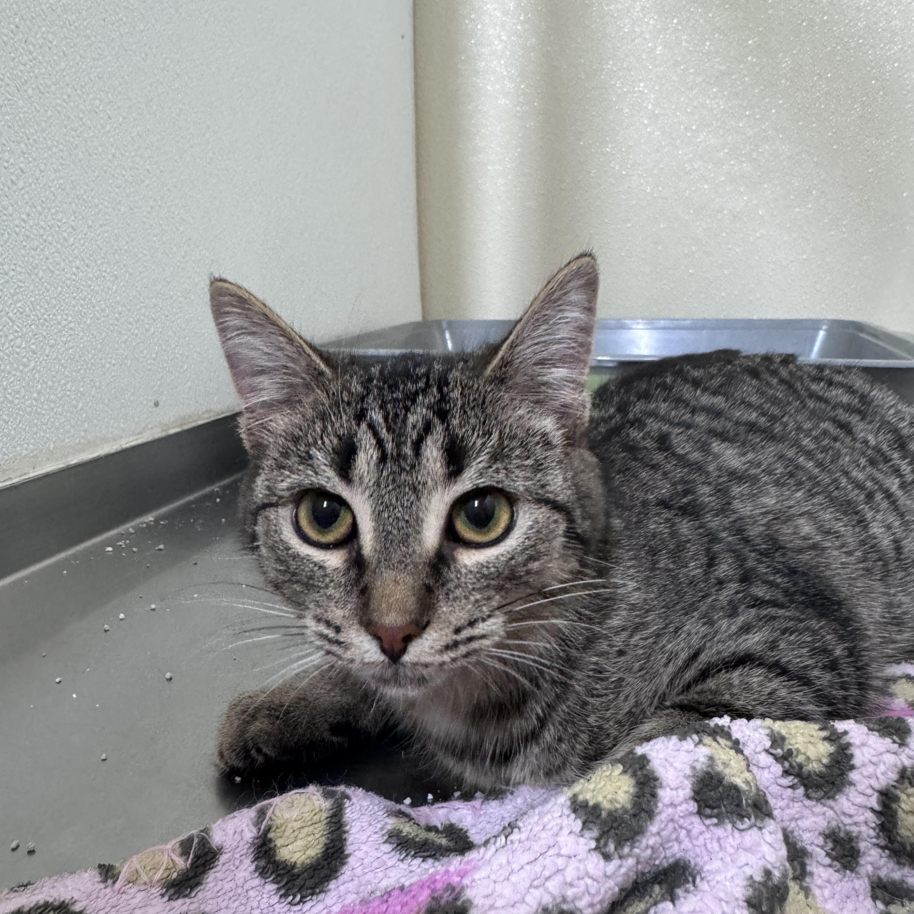 Enlarge Kikki, a ADOPTABLE Domestic Short Hair in Walker, MI image 4/4