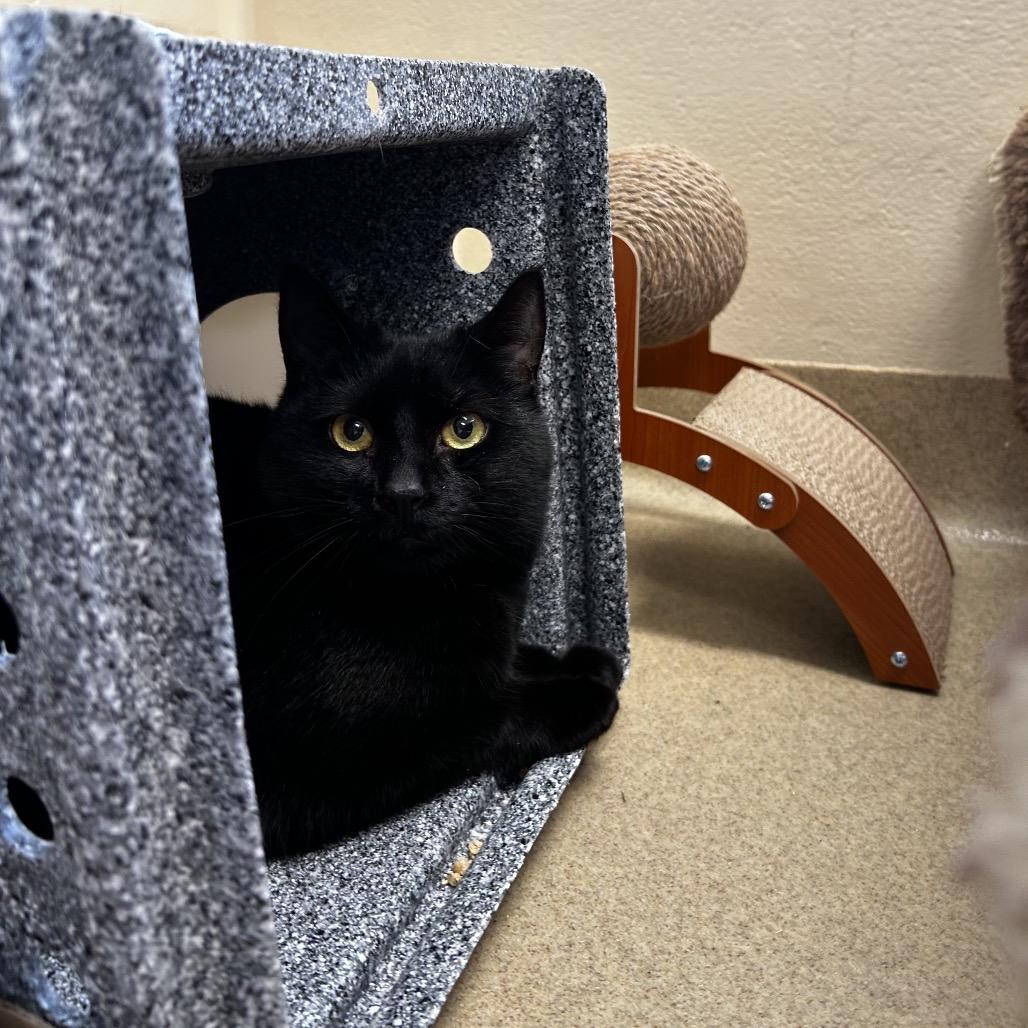 Jeremiah-AT PETCO, Adoptable, Adult Male Domestic Short Hair.