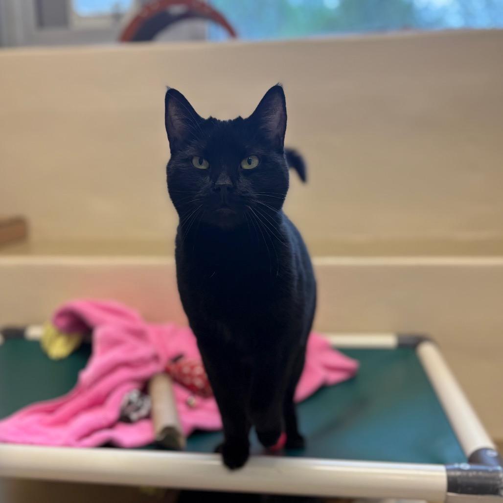Enlarge Jeremiah-AT PETCO, a Adoptable Domestic Short Hair in Birdsboro, PA image 2/3