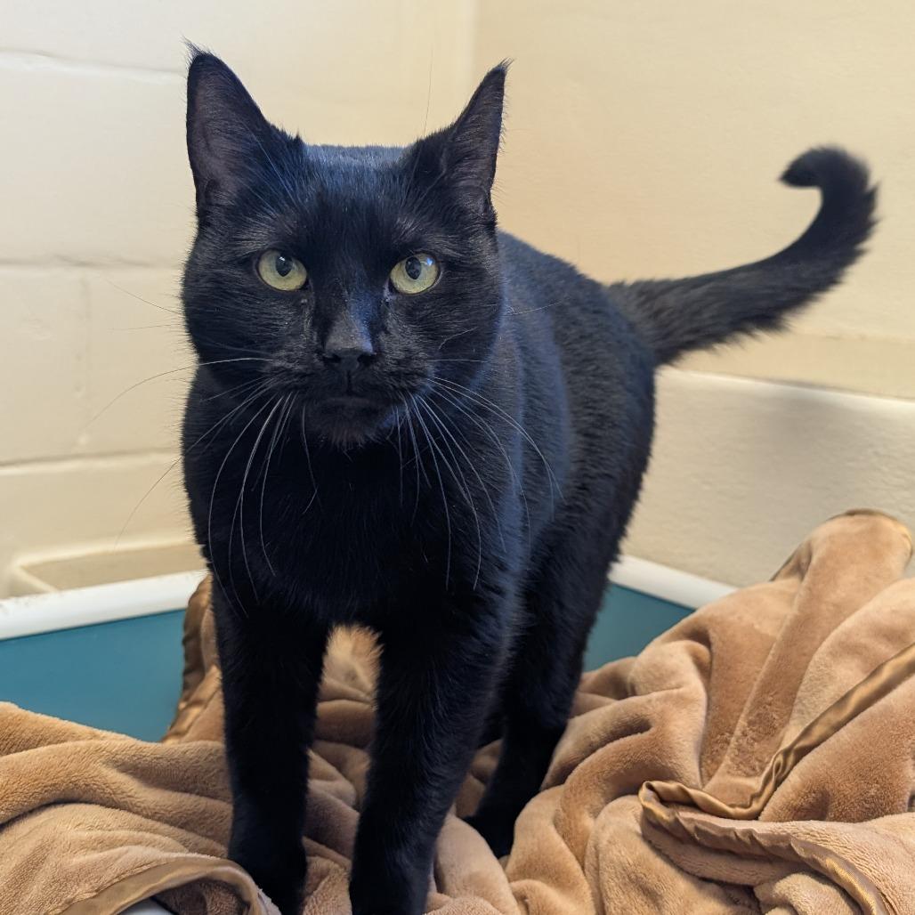 Enlarge Jeremiah-AT PETCO, a Adoptable Domestic Short Hair in Birdsboro, PA image 3/3