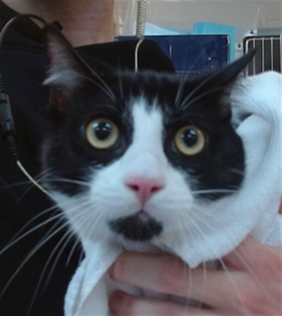 ARTHUR, Adoptable, Young Male Domestic Short Hair.