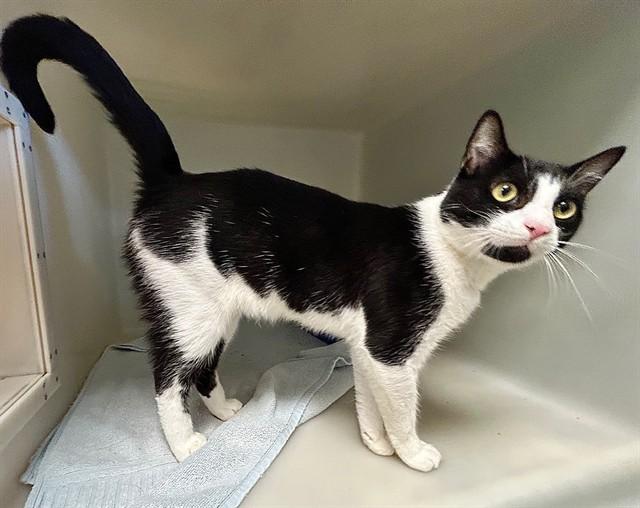 ARTHUR, Adoptable, Young Male Domestic Short Hair.