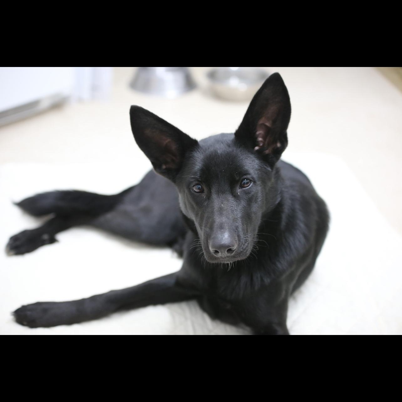 Enlarge Paul, a Adoptable mixed breed in Mount Sterling, KY image 2/2