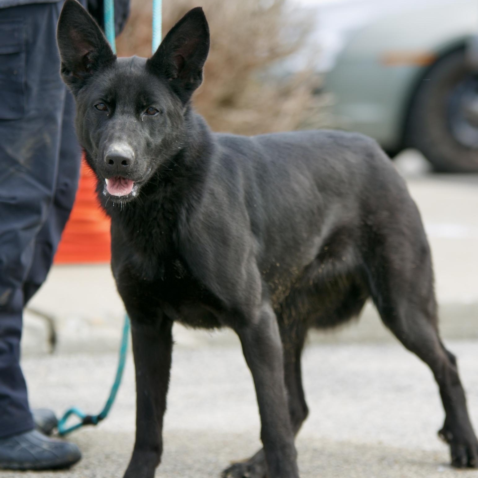 Enlarge Paul, a Adoptable mixed breed in Mount Sterling, KY image 1/2