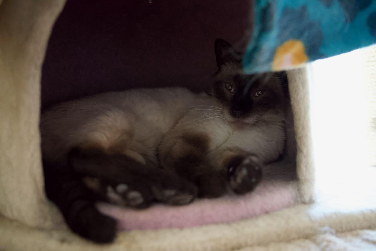 Merlin