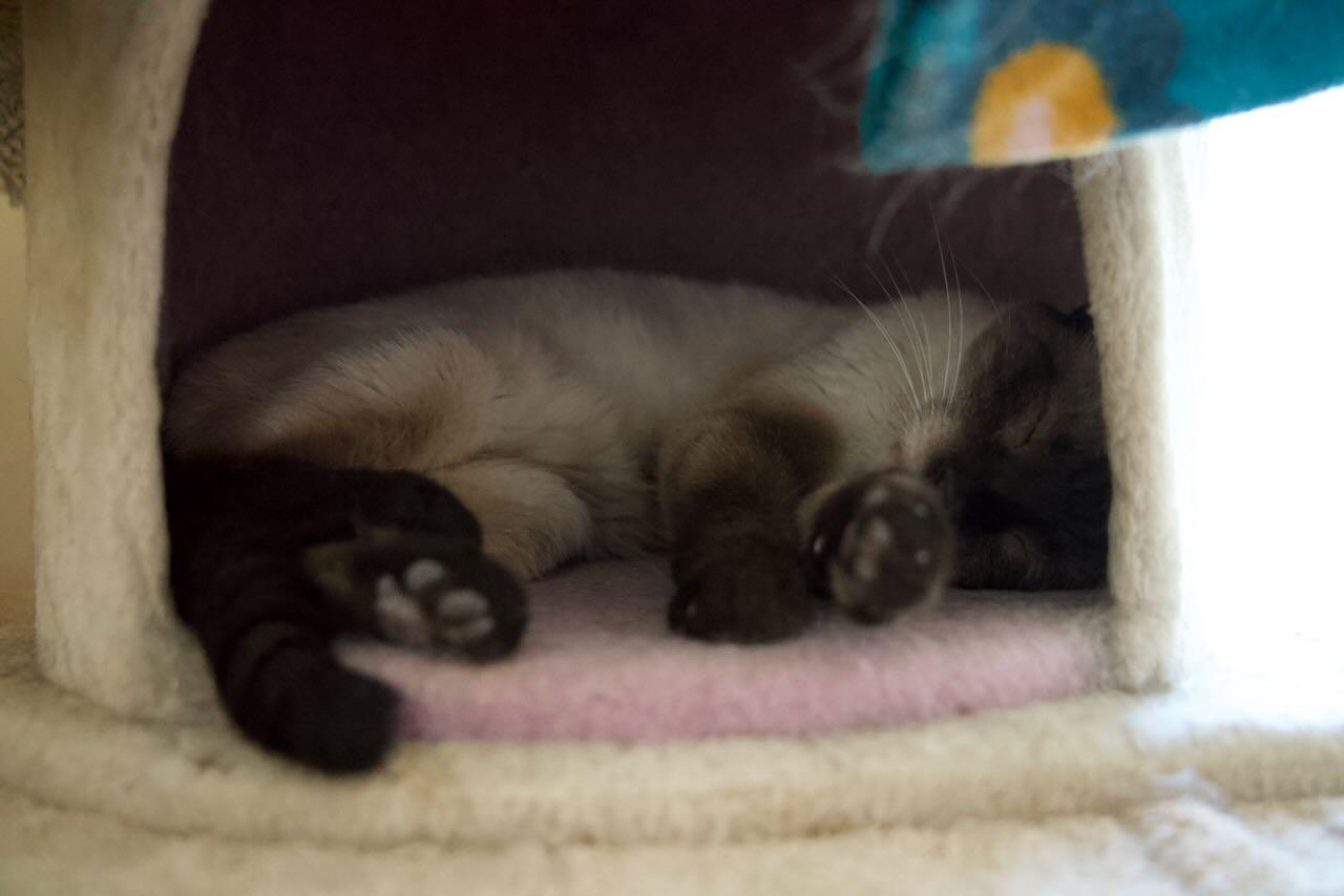 Merlin