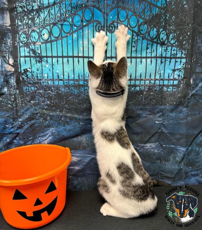 Bartholomew thumbnail 5