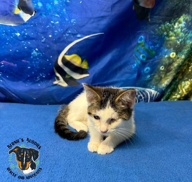 Bartholomew thumbnail 3