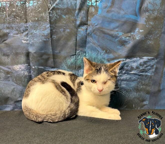 Bartholomew thumbnail 4