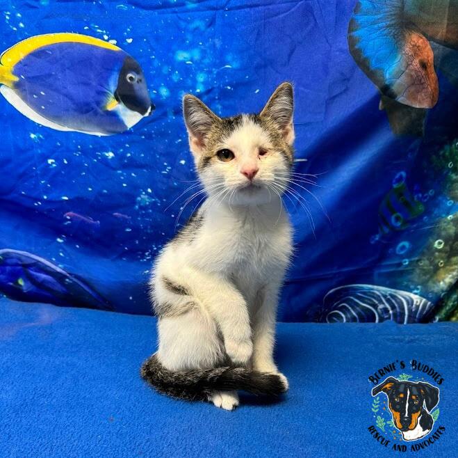 Bartholomew thumbnail 2