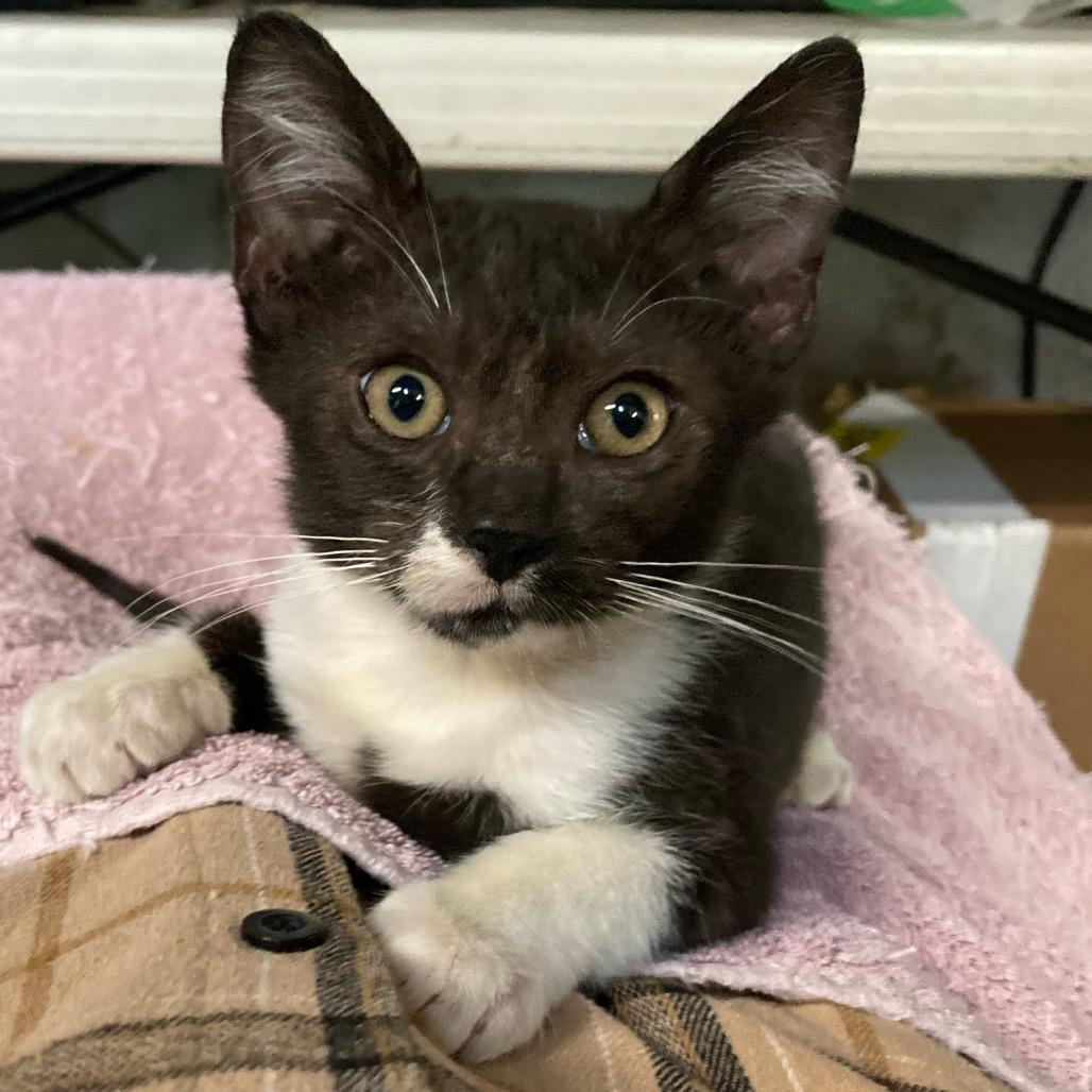 Chachalaca — thumbnail 2