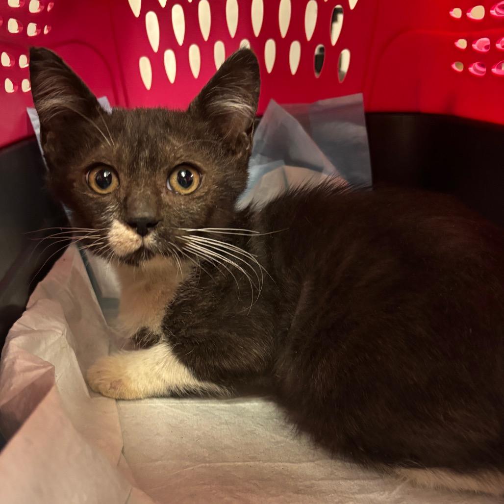 Chachalaca — thumbnail 3