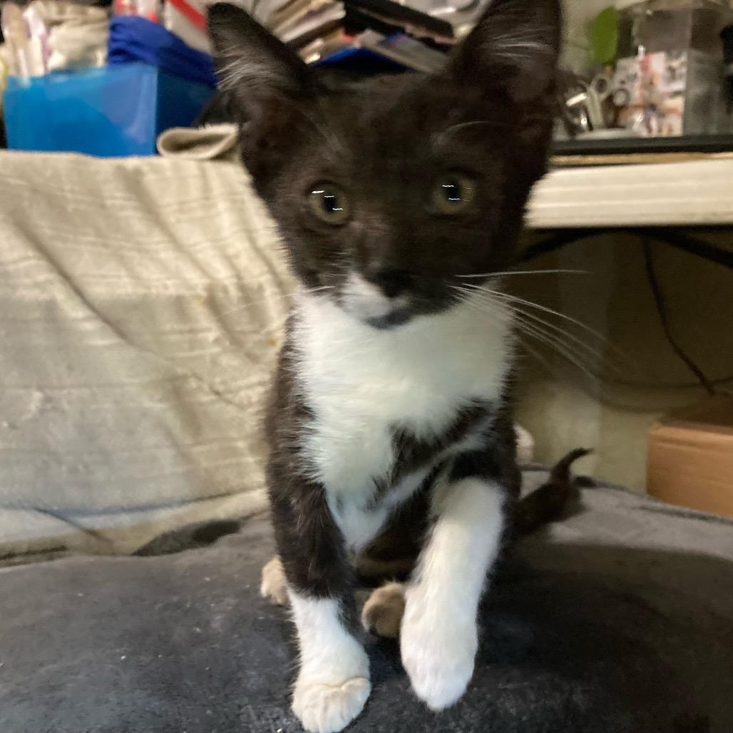 Chachalaca — thumbnail 4