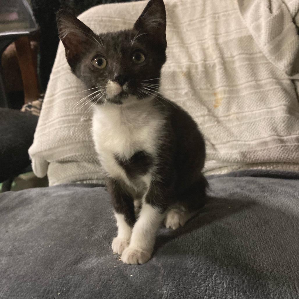 Chachalaca — thumbnail 6