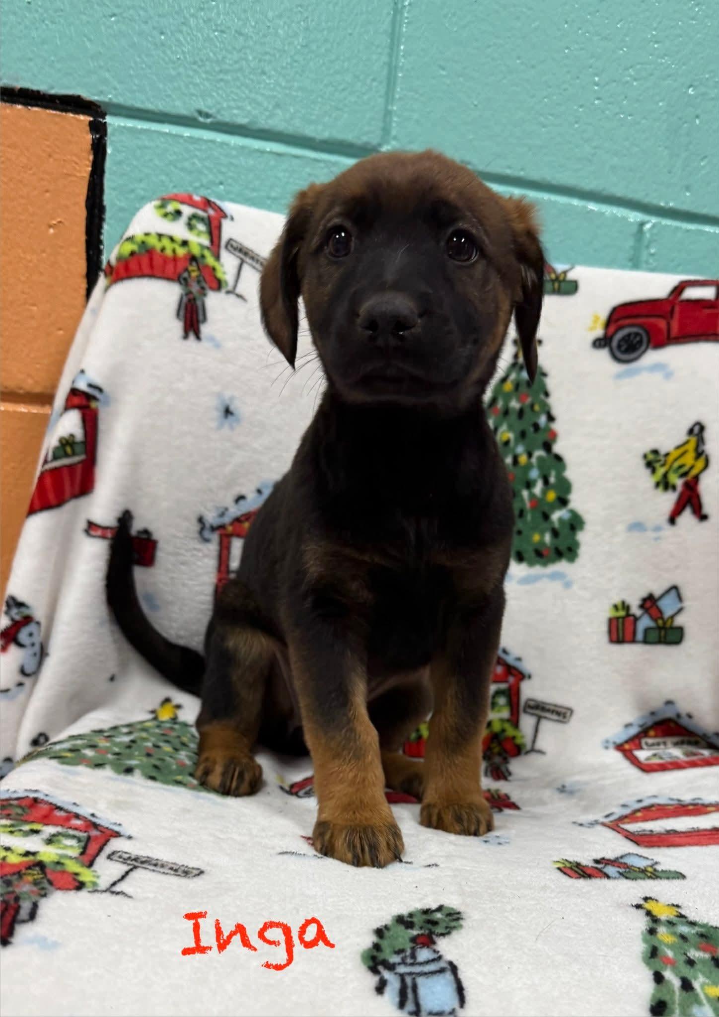 BROWNIE, ADOPTABLE, Puppy Female Shepherd.