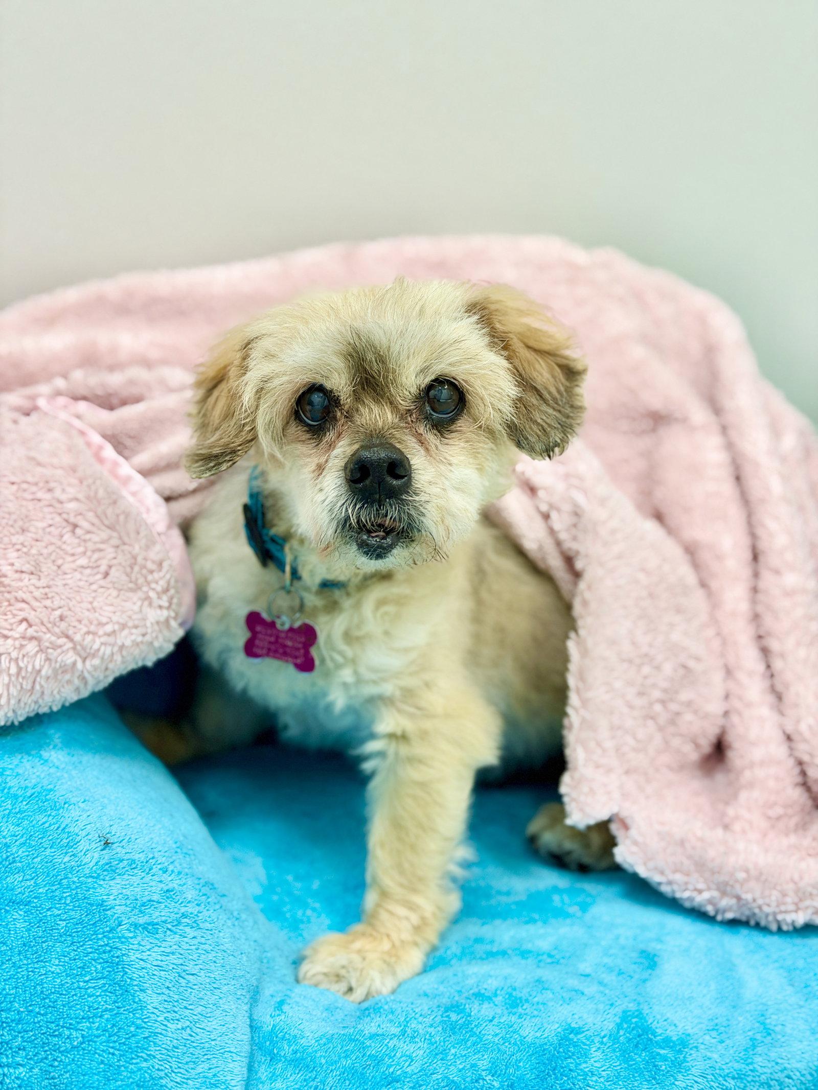 Chuckie, Adopted, Senior Male Shih Tzu.