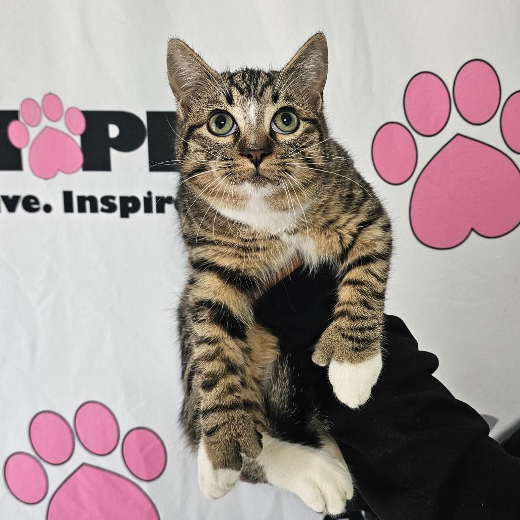 Enlarge Squirrel, a Adoptable mixed breed in Milton, FL image 1/4