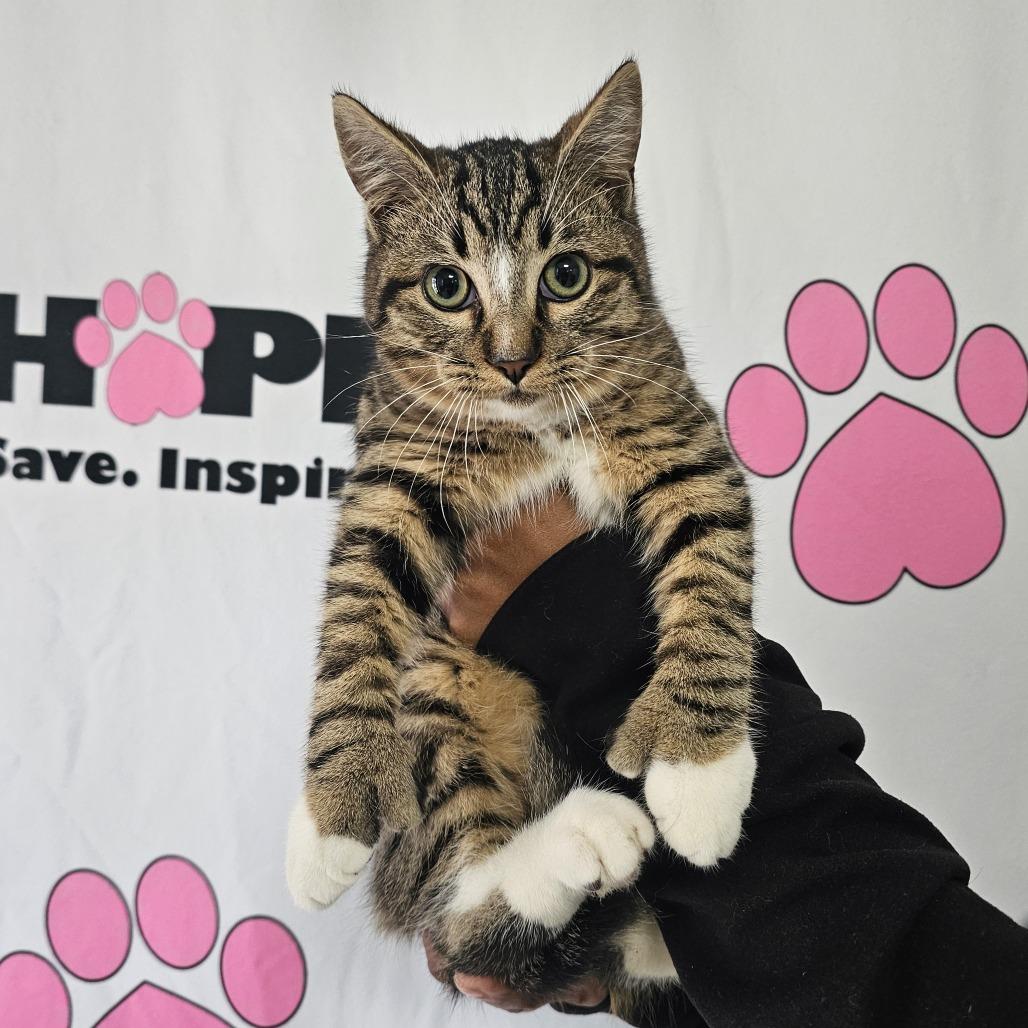 Enlarge Squirrel, a Adoptable mixed breed in Milton, FL image 2/4