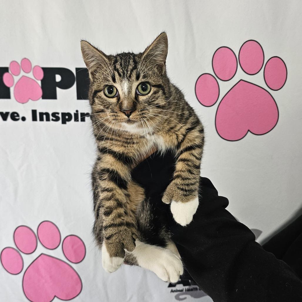 Enlarge Squirrel, a Adoptable mixed breed in Milton, FL image 3/4